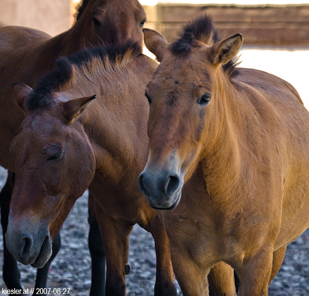 horses