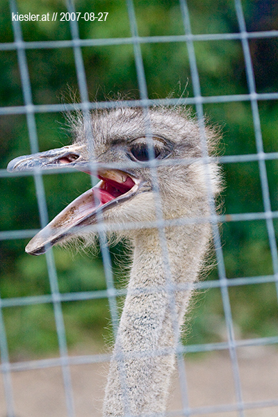 ostrich