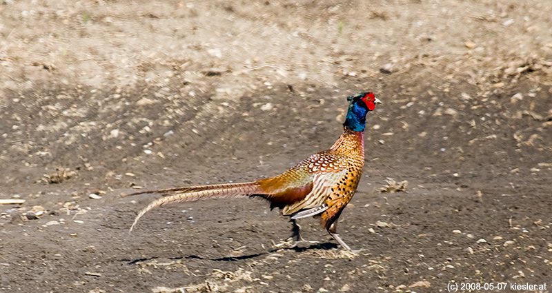 pheasant